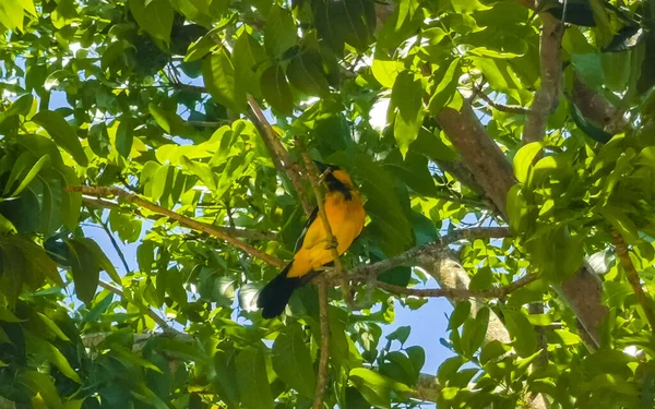 Tropical Caribbean yellow orange bird birds parrot parrots in the exotic nature and beach in Playa del Carmen Quintana Roo Mexico.