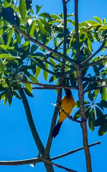 Тропические Карибские Желтые Оранжевые Птицы Попугаи Попугаи Экзотической Природе Пляже — стоковое фото