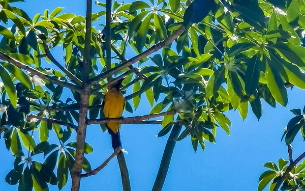 Tropical Caribbean yellow orange bird birds parrot parrots in the exotic nature and beach in Playa del Carmen Quintana Roo Mexico.