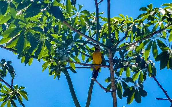 Tropical Καραϊβικής Κίτρινο Πορτοκαλί Πουλί Παπαγάλος Παπαγάλος Στην Εξωτική Φύση — Φωτογραφία Αρχείου