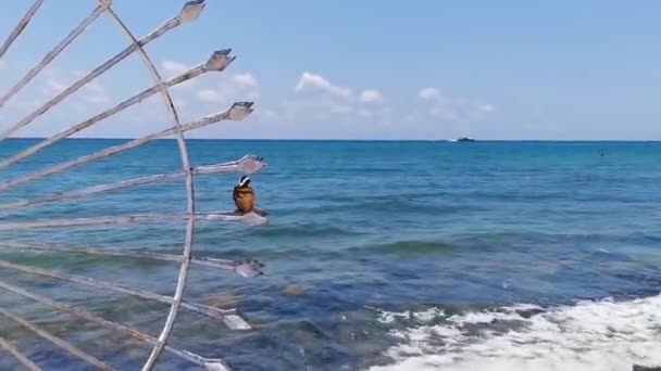 Μεγάλη Kiskadee Κάθεται Μεταλλικό Κιγκλίδωμα Τροπική Καραϊβική Θάλασσα Παραλία Και — Αρχείο Βίντεο