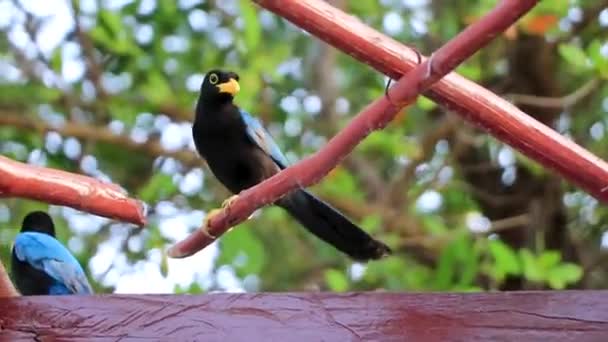 墨西哥卡门 金塔纳罗奥区热带丛林森林中树上的尤卡坦鸟 — 图库视频影像