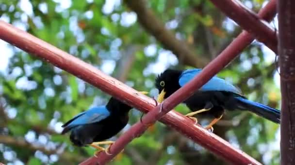 Птахи Юкатани Деревах Лісовому Лісі Playa Del Carmen Quintana Roo — стокове відео