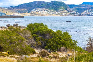 Güney Afrika penguen kolonisi gözlüklü penguen su kuşları tek penguen ve grup Simons Town Capetown Batı Afrika Capetown Güney Afrika Capetown 'da.