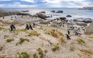 Güney Afrika penguen kolonisi gözlüklü penguen su kuşları tek penguen ve grup Simons Town Capetown Batı Afrika Capetown Güney Afrika Capetown 'da.