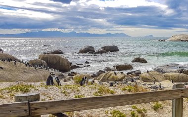 Güney Afrika penguen kolonisi gözlüklü penguen su kuşları tek penguen ve grup Simons Town Capetown Batı Afrika Capetown Güney Afrika Capetown 'da.