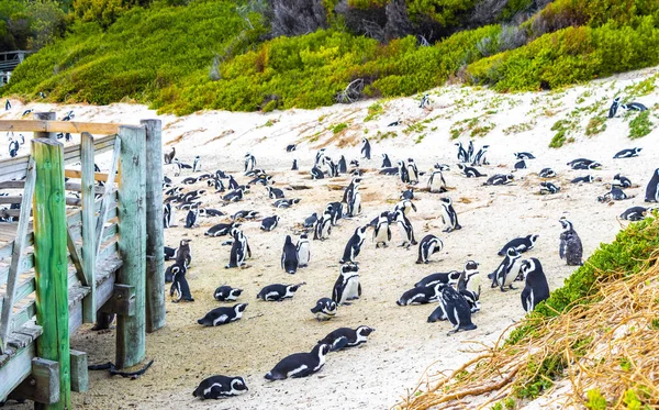 Pingwiny Południowoafrykańskie Kolonia Spektakularnych Pingwinów Wodnych Pojedynczy Pingwin Grupa Simons — Zdjęcie stockowe