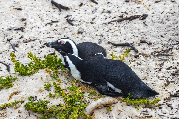 南アフリカのペンギン植民地 ペンギンは単一のペンギンとシモンズタウンケープタウンキャピタウン西ケープケープ南アフリカ南アフリカ共和国 — ストック写真