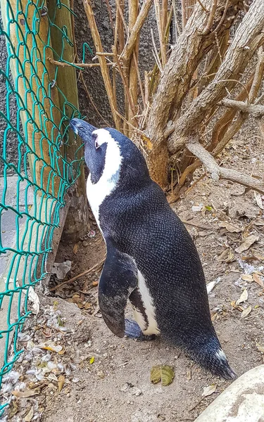 Afrika Selatan Koloni Penguin Berkacamata Penguin Unggas Air Tunggal Penguin — Stok Foto