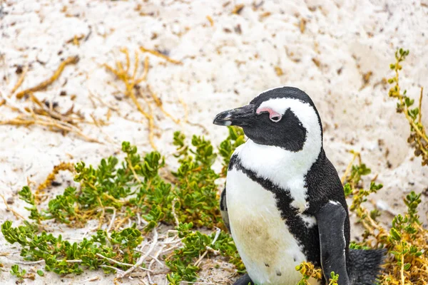 Sydafrikanska Pingviner Koloni Glaserade Pingviner Vattenfåglar Enda Pingvin Och Grupp — Stockfoto