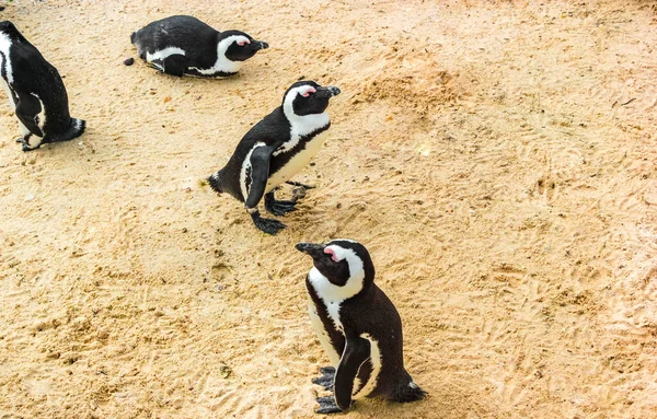 Dél Afrikai Pingvinek Kolónia Szemüveges Pingvinek Vízimadarak Egyetlen Pingvin Csoport — Stock Fotó