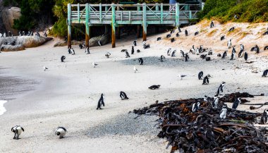 Güney Afrika penguen kolonisi gözlüklü penguen su kuşları tek penguen ve grup Simons Town Capetown Batı Afrika Capetown Güney Afrika Capetown 'da.