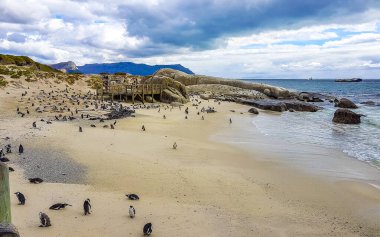 Güney Afrika penguen kolonisi gözlüklü penguen su kuşları tek penguen ve grup Simons Town Capetown Batı Afrika Capetown Güney Afrika Capetown 'da.