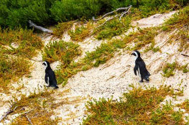 Güney Afrika penguen kolonisi gözlüklü penguen su kuşları tek penguen ve grup Simons Town Capetown Batı Afrika Capetown Güney Afrika Capetown 'da.