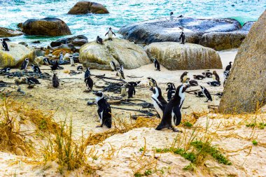 Güney Afrika penguen kolonisi gözlüklü penguen su kuşları tek penguen ve grup Simons Town Capetown Batı Afrika Capetown Güney Afrika Capetown 'da.
