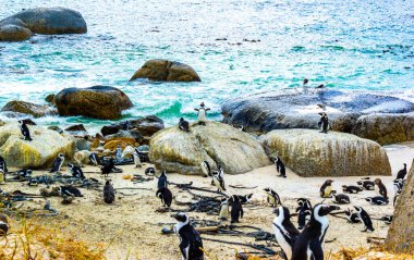 Güney Afrika penguen kolonisi gözlüklü penguen su kuşları tek penguen ve grup Simons Town Capetown Batı Afrika Capetown Güney Afrika Capetown 'da.