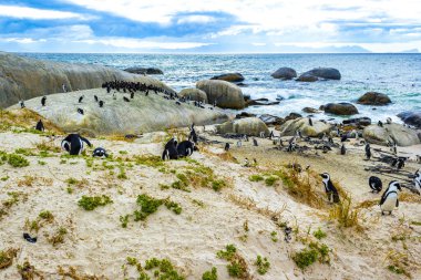 Güney Afrika penguen kolonisi gözlüklü penguen su kuşları tek penguen ve grup Simons Town Capetown Batı Afrika Capetown Güney Afrika Capetown 'da.