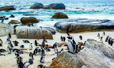 Güney Afrika penguen kolonisi gözlüklü penguen su kuşları tek penguen ve grup Simons Town Capetown Batı Afrika Capetown Güney Afrika Capetown 'da.