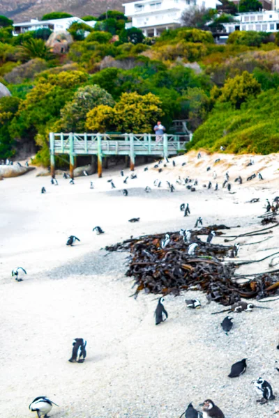 Jihoafrický Tučňáci Kolonie Okázalých Tučňáci Vodní Ptáci Jeden Tučňák Skupina — Stock fotografie
