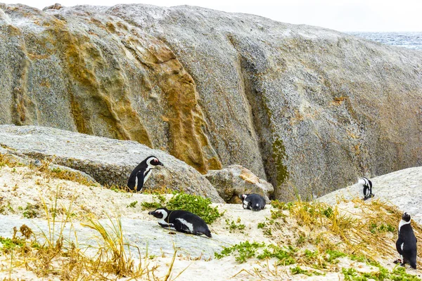 Sydafrikanska Pingviner Koloni Glaserade Pingviner Vattenfåglar Enda Pingvin Och Grupp — Stockfoto