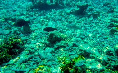 Rasdhoo Atoll Maldivleri 'ndeki Rasdhoo Adası' ndaki turkuaz sularda tropik balık mercanlarının sualtı görüntüleriyle Maldivler 'de şnorkelle yüzmek..