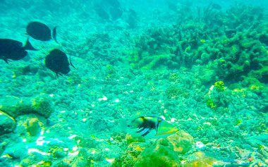 Rasdhoo Atoll Maldivleri 'ndeki Rasdhoo Adası' ndaki turkuaz sularda tropik balık mercanlarının sualtı görüntüleriyle Maldivler 'de şnorkelle yüzmek..