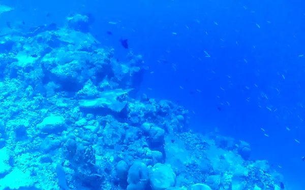Snorkeling Maldives Underwater Views Tropical Fish Corals Turquoise Waters Rasdhoo — Stock Photo, Image