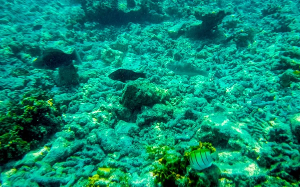 Esnórquel Las Maldivas Con Vistas Submarinas Peces Tropicales Corales Aguas — Foto de Stock