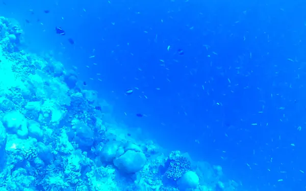 Ныряние Маской Трубкой Мальдивах Видом Тропические Рыбки Кораллы Бирюзовых Водах — стоковое фото