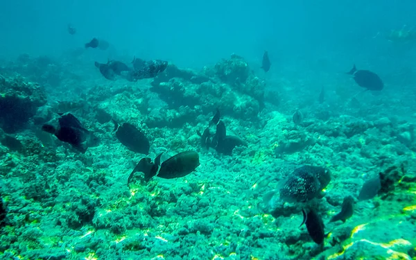 Búvárkodás Maldív Szigeteken Vízalatti Kilátás Trópusi Halakra Korallok Türkiz Vizeken — Stock Fotó
