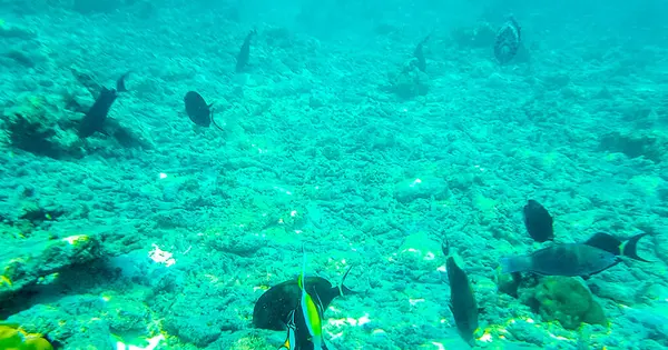 Rasdhoo Atoll 몰디브의 Rasdhoo 청록색 바다에있는 물고기 산호의 전망을 몰디브에서 — 스톡 사진