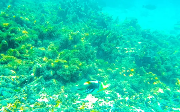 Esnórquel Las Maldivas Con Vistas Submarinas Peces Tropicales Corales Aguas —  Fotos de Stock