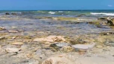 Playa del Carmen Quintana Roo Meksika sahilindeki turkuaz yeşil ve mavi sularda kayalar ve mercanlar..