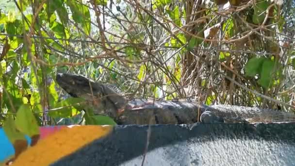 Mexican Iguana Lies Wall Rock Tropical Nature Playa Del Carmen — Stock Video