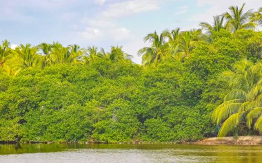 Green beautiful tropical river Freshwater Lagoon in Zicatela Puerto Escondido Oaxaca Mexico.
