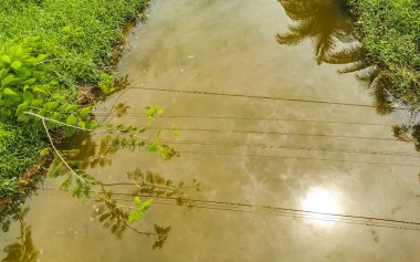 Green beautiful tropical river Freshwater Lagoon in Zicatela Puerto Escondido Oaxaca Mexico.