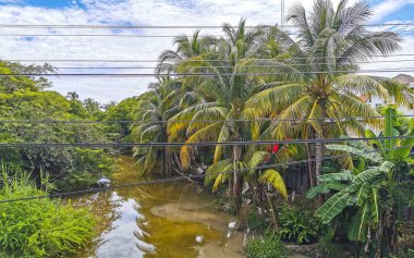 Green beautiful tropical river Freshwater Lagoon in Zicatela Puerto Escondido Oaxaca Mexico.