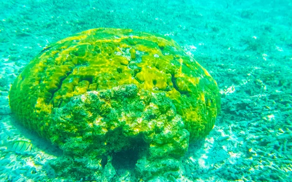 Снорклінг Мальдівах Підводним Видом Тропічну Рибу Корали Бірюзових Водах Острові — стокове фото