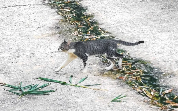 Roztomilá Toulavá Kočka Žijící Venku Volné Přírodě Zicatela Puerto Escondido — Stock fotografie