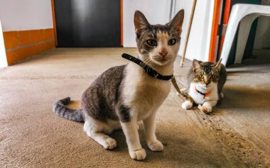 Zicatela Puerto Escondido Oaxaca Meksika 'da tasmalı sevimli kediler..