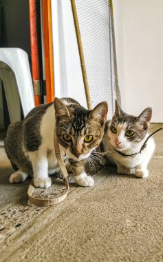 Zicatela Puerto Escondido Oaxaca Meksika 'da tasmalı sevimli kediler..