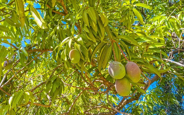 Zöld Sárga Mangók Érik Meg Lógnak Mangó Trópusi Természet Zicatela — Stock Fotó