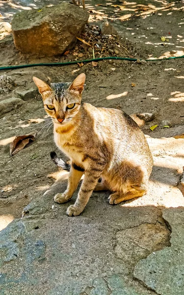 Cute Zabłąkany Kot Mieszka Zewnątrz Wolnej Przyrody Zicatela Puerto Escondido — Zdjęcie stockowe