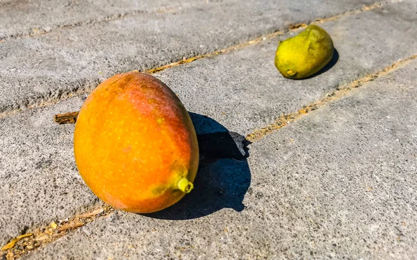 Green Yellow Mangoes Ripen Hang Mango Tree Tropical Nature Zicatela — Stock Photo, Image