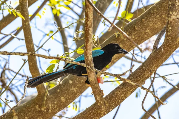 Yucatan jay bird eats red berry fruit in the tree trees in tropical jungle forest nature in Playa del Carmen Quintana Roo Mexico.