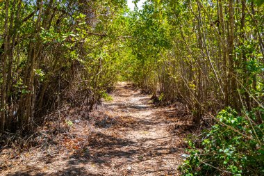 Playa del Carmen Quintana Roo Mexico 'da egzotik palmiye ağaçları ve bitkilerle Karayipler' deki tropik orman ve doğa..