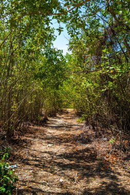 Playa del Carmen Quintana Roo Mexico 'da egzotik palmiye ağaçları ve bitkilerle Karayipler' deki tropik orman ve doğa..