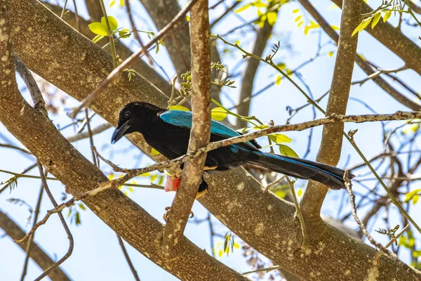 Yucatan jay bird eats red berry fruit in the tree trees in tropical jungle forest nature in Playa del Carmen Quintana Roo Mexico.