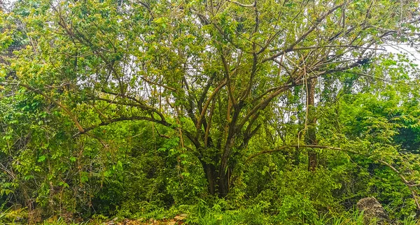 加勒比热带森林丛林和自然 在墨西哥卡门 金塔纳罗奥平原有奇异的棕榈树和植物 — 图库照片