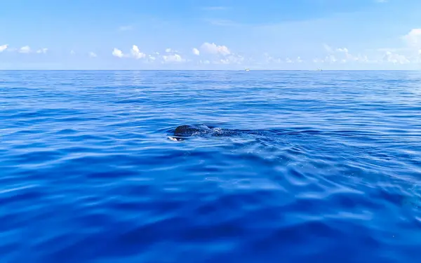 Enorme Tiburón Ballena Hermosa Nada Superficie Del Agua Barco Tour — Foto de Stock